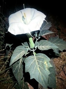 Sacred Datura